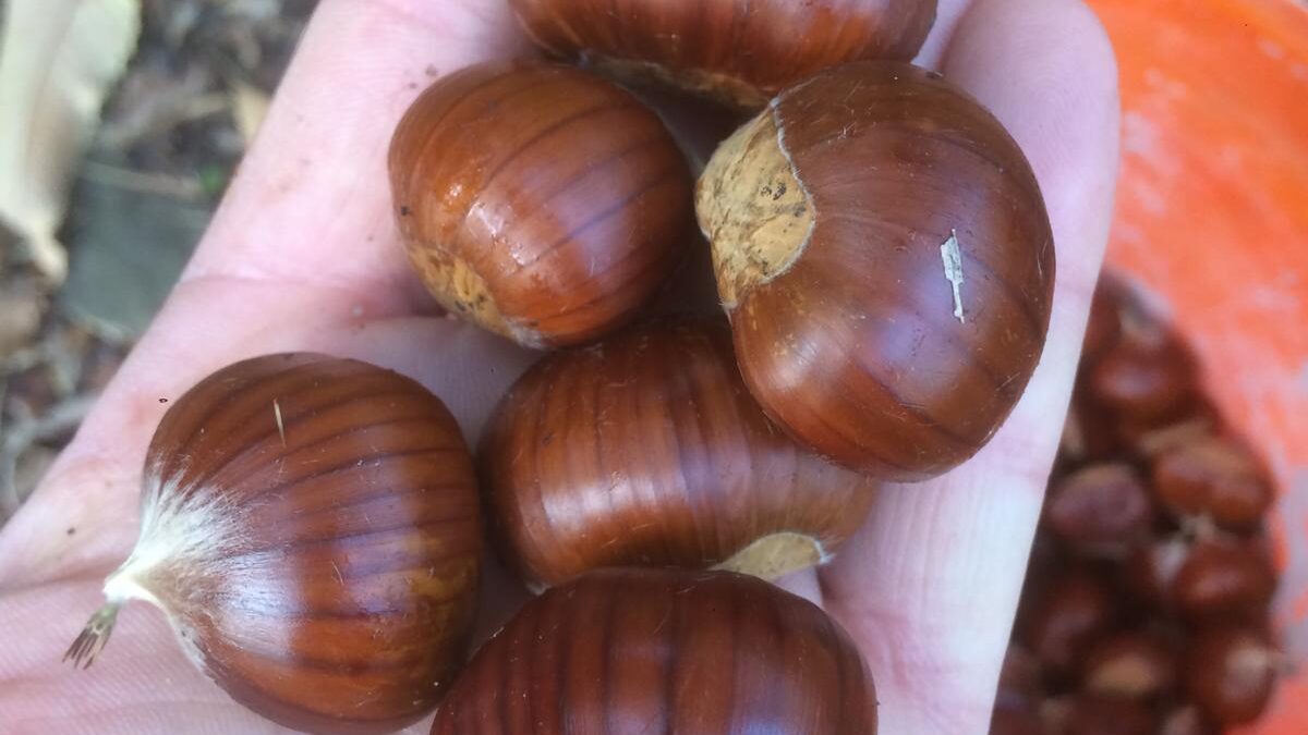 marroni