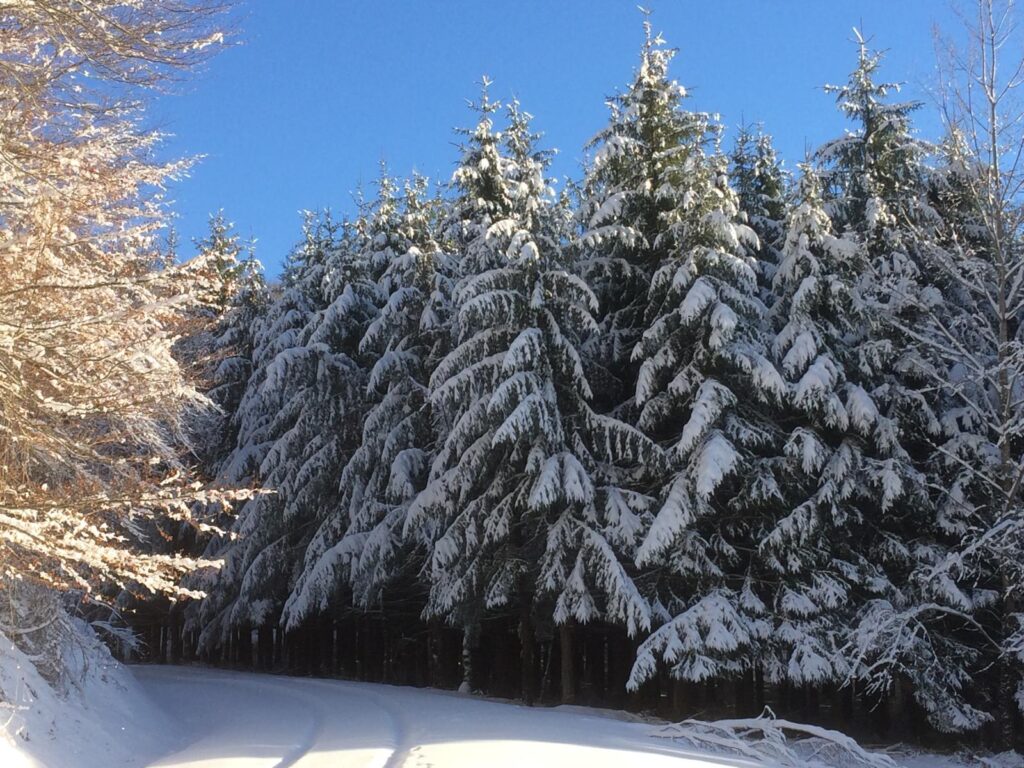 pini innevati
