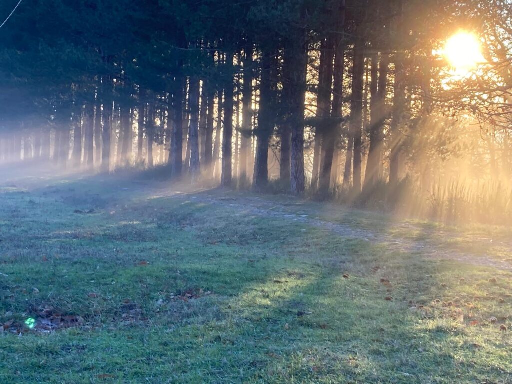 alberi con nebbia